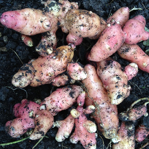 Pink Fir Apple Potato Seed